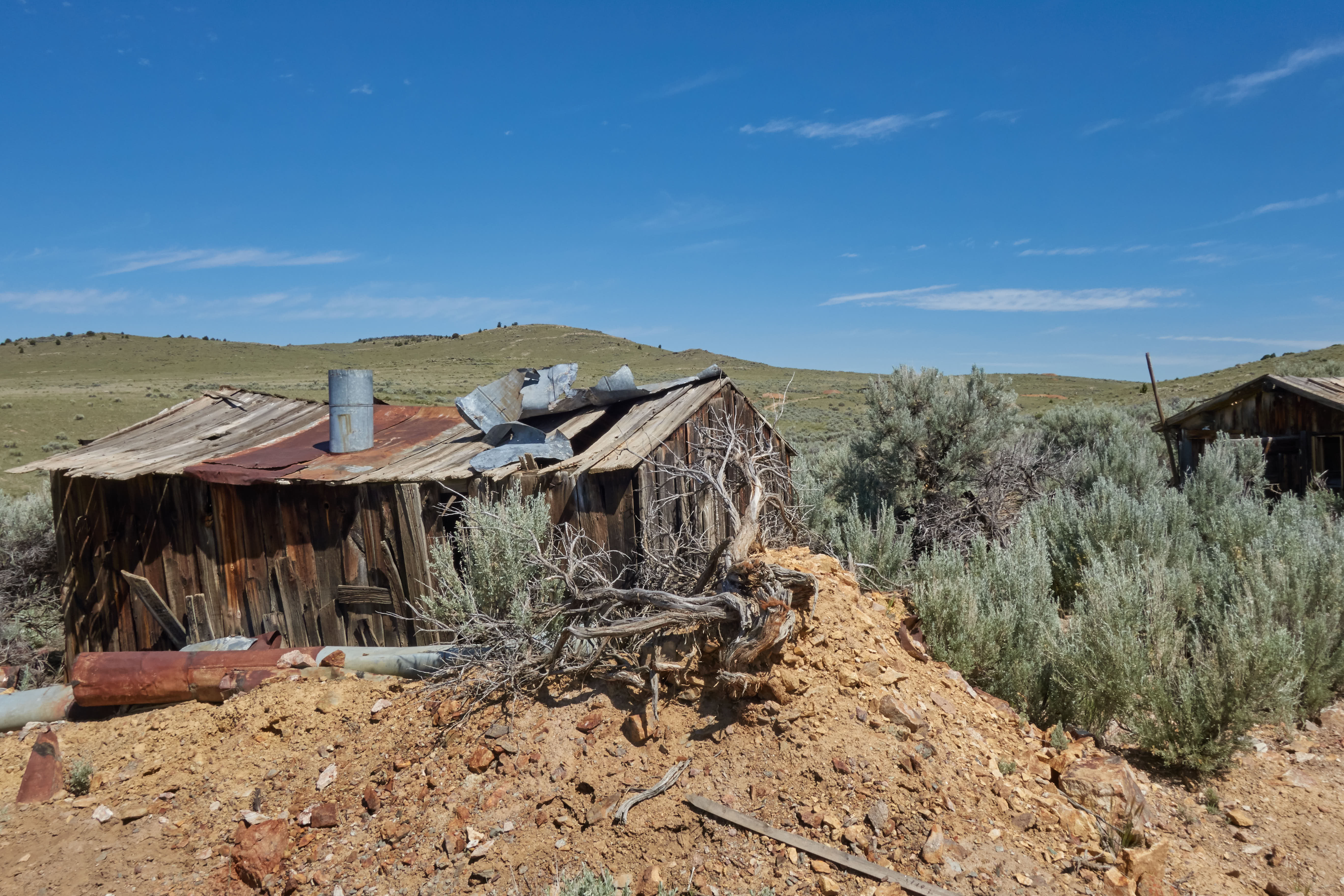 2019-07-02 10.28.46 cow6.jpg