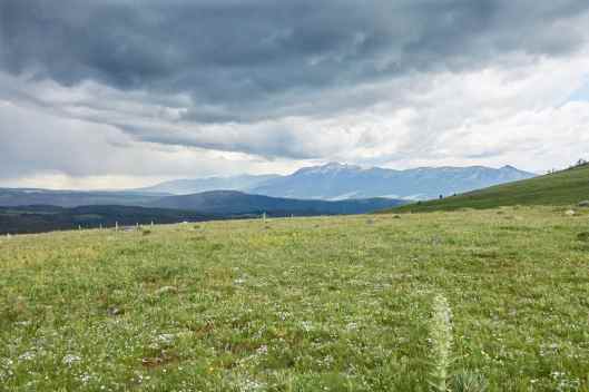 2019-07-03 12.53.55 cow6