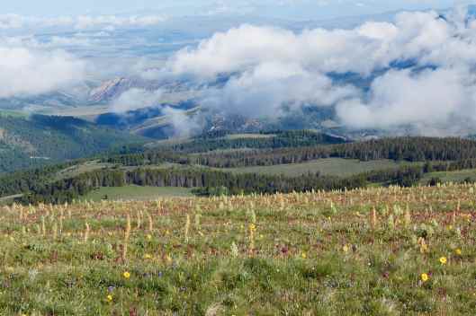 2019-07-04 07.20.21 cow6